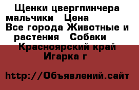 Щенки цвергпинчера мальчики › Цена ­ 25 000 - Все города Животные и растения » Собаки   . Красноярский край,Игарка г.